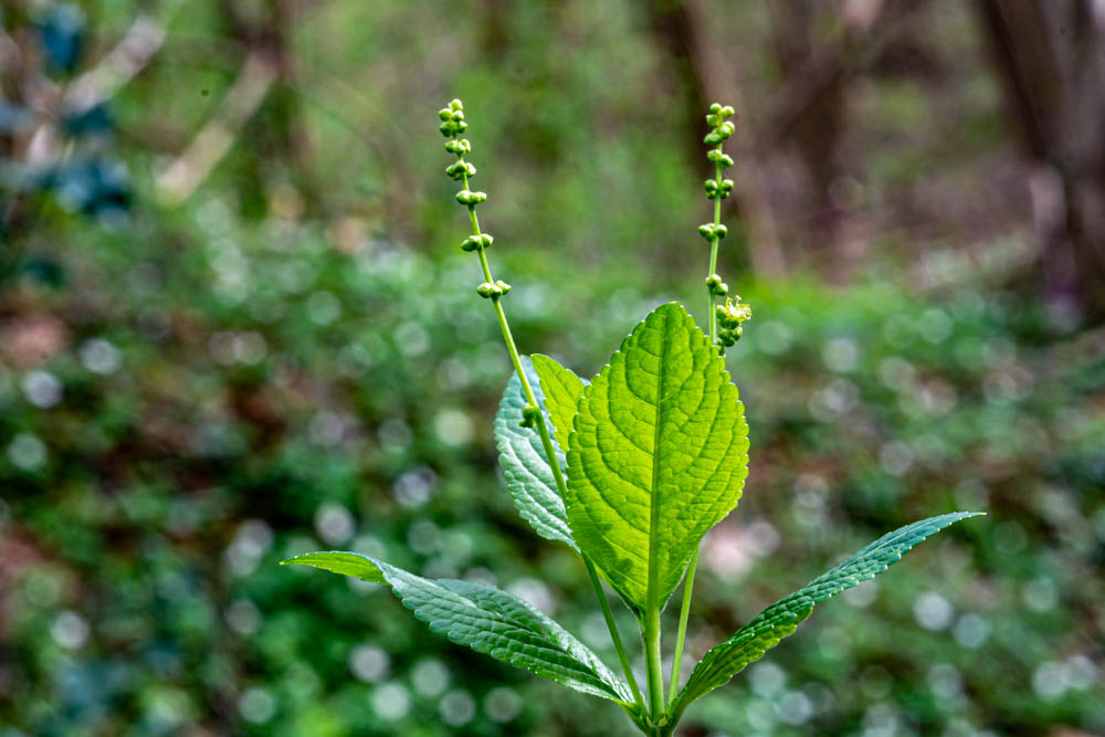 Mercurialis perennis
